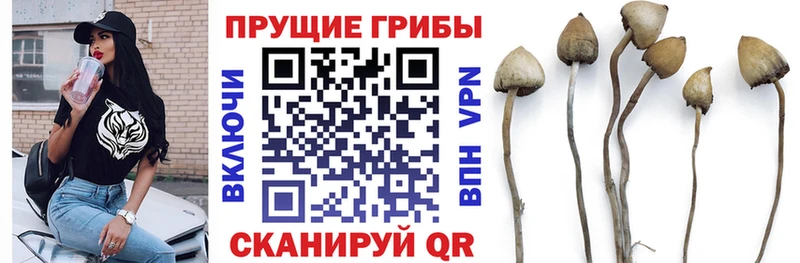 Купить закладки  Апрелевка  Псилоцибиновые грибы Psilocybe 